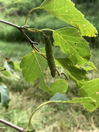 Betula × caerulea, photograph 6