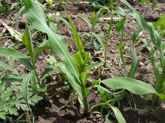 Zea mays mays