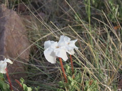 Mandevilla macrosiphon