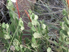 Mandevilla macrosiphon