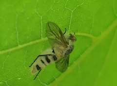 Furia ithacensis