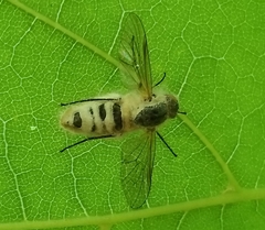 Furia ithacensis