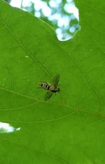 Furia ithacensis