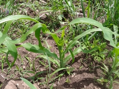 Zea mays mays
