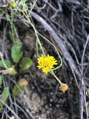 Chaenactis glabriuscula