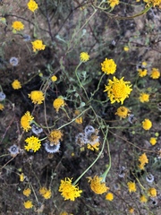 Chaenactis glabriuscula