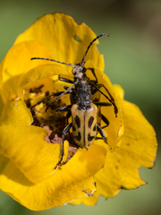 Brachyta interrogationis