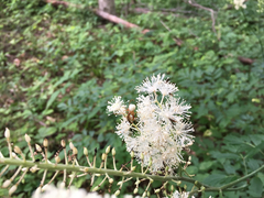 Strangalia luteicornis