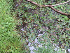 Potamogeton natans