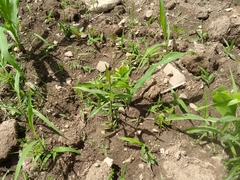 Zea mays mays