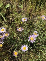 Erigeron decumbens