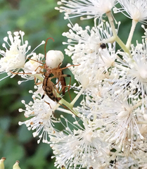 Strangalia luteicornis
