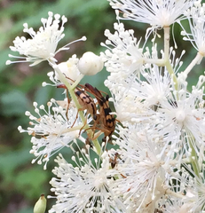 Strangalia luteicornis