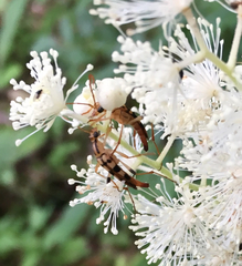 Strangalia luteicornis