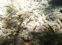 Hesperoleucus symmetricus