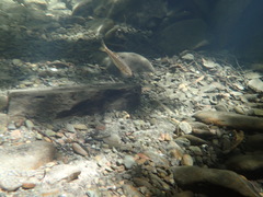 Hesperoleucus symmetricus