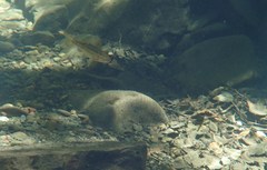 Hesperoleucus symmetricus