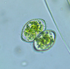 Cosmarium pseudoprotuberans