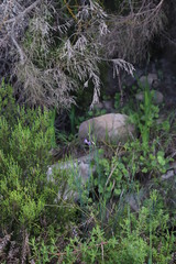 Heliophila linearis linearifolia