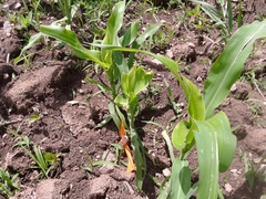 Zea mays mays