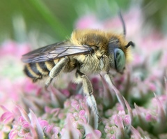 Megachile leachella
