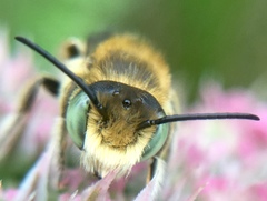 Megachile leachella