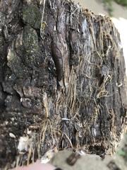 Deroceras panormitanum