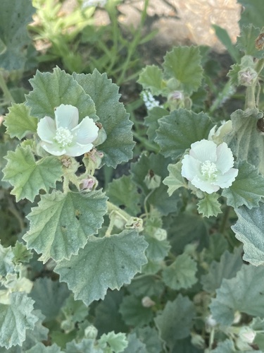 iNaturalist observation photo of alkali mallow