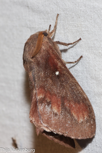 Pine-tree Lappet, Gelderland, NL, photo 6 of 10