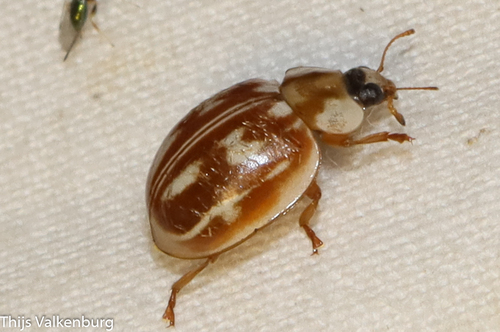 Striped Ladybird, Gelderland, NL, photo 8 of 10