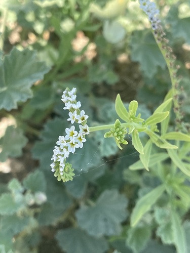 iNaturalist observation photo of alkali heliotrope