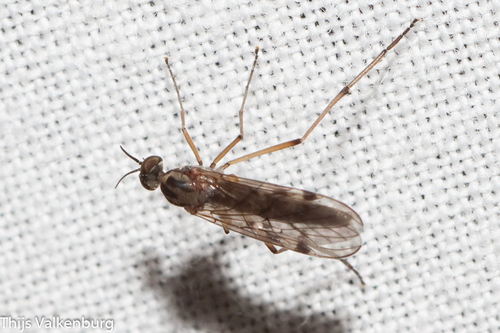 Sylvicola punctatus, Gelderland, NL, photo 8 of 10