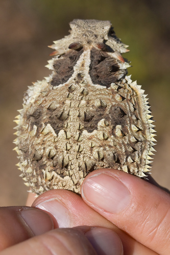 Blainville's Horned Lizard
