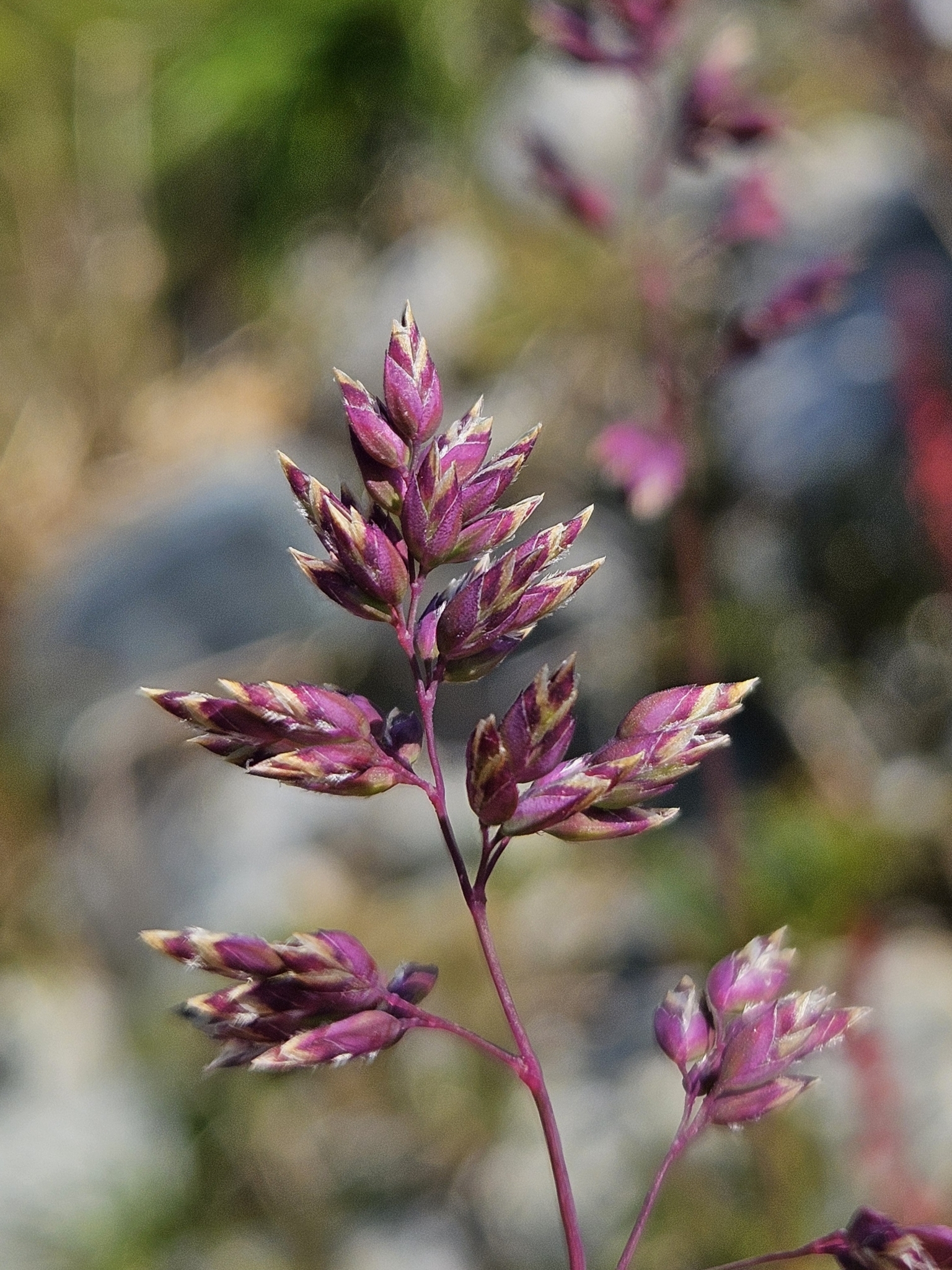 Poa alpina