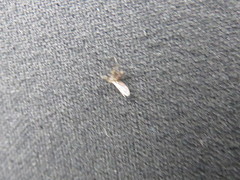 Culicoides impunctatus