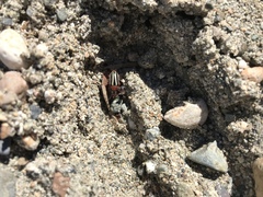 Disonycha latiovittata