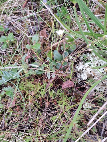 Image of Sabulina verna by no rights reserved