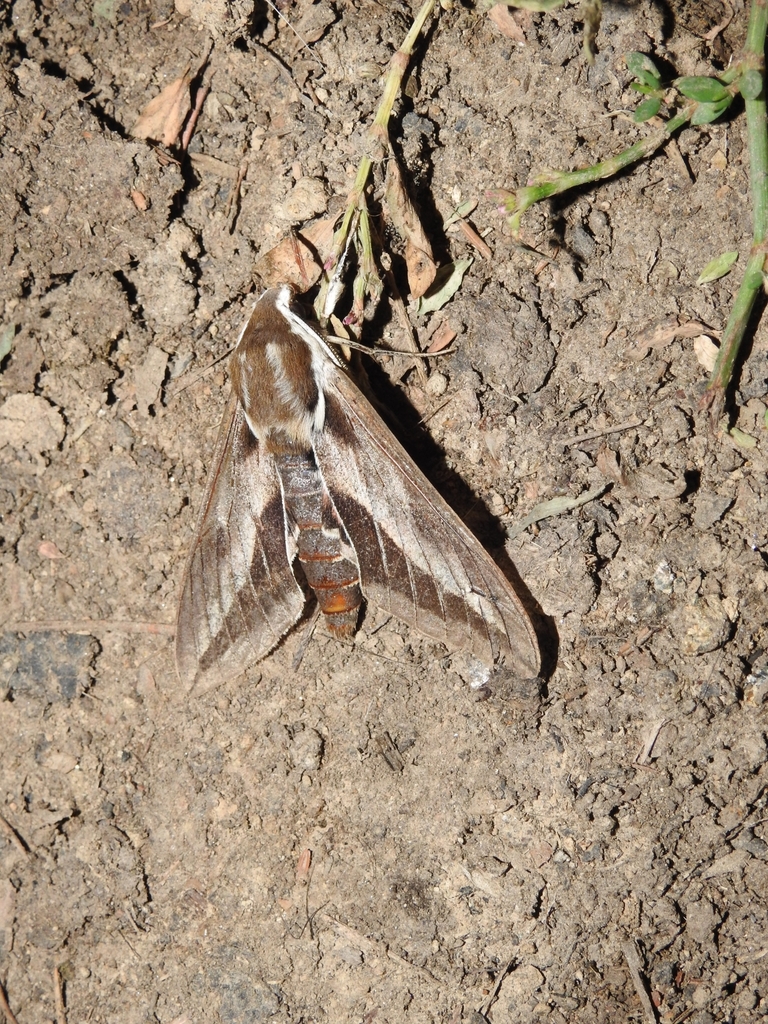Hindu Kush hawkmoth
