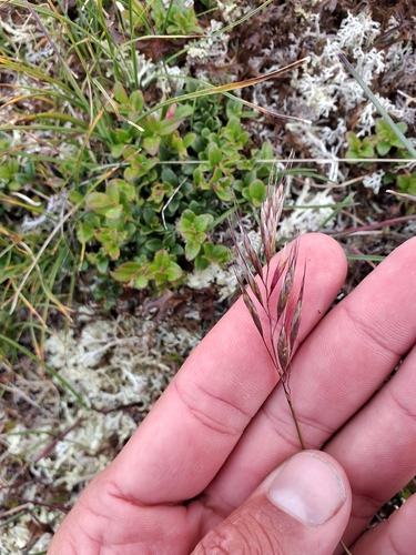 Image of Helictochloa versicolor by no rights reserved