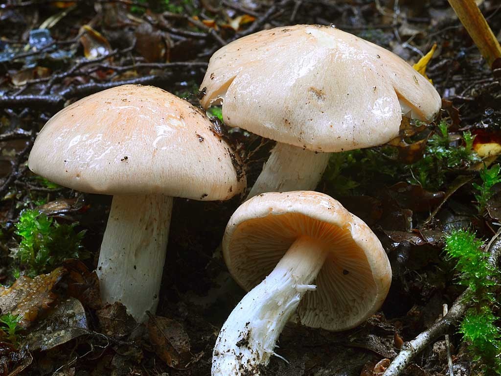 Thaxterogaster persicanus