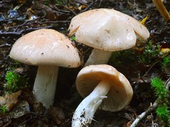 Cortinarius persicanus