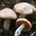 Cortinarius persicanus - Photo (c) Shirley Kerr, some rights reserved (CC BY-NC), uploaded by Shirley Kerr