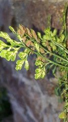 Asplenium ruta-muraria