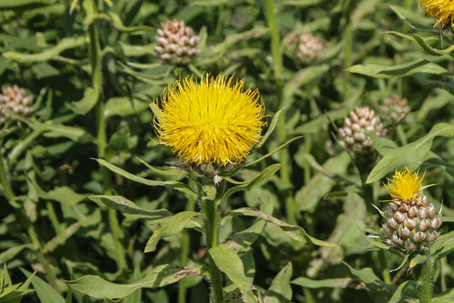 Centaurea macrocephala iNat (2)