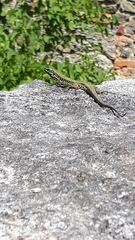 Podarcis muralis