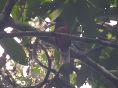 Trogon collaris