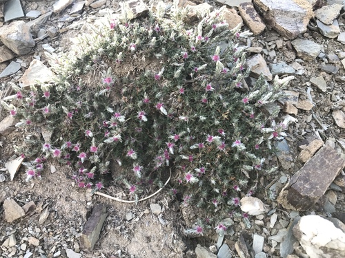 Polygonum paronychioides