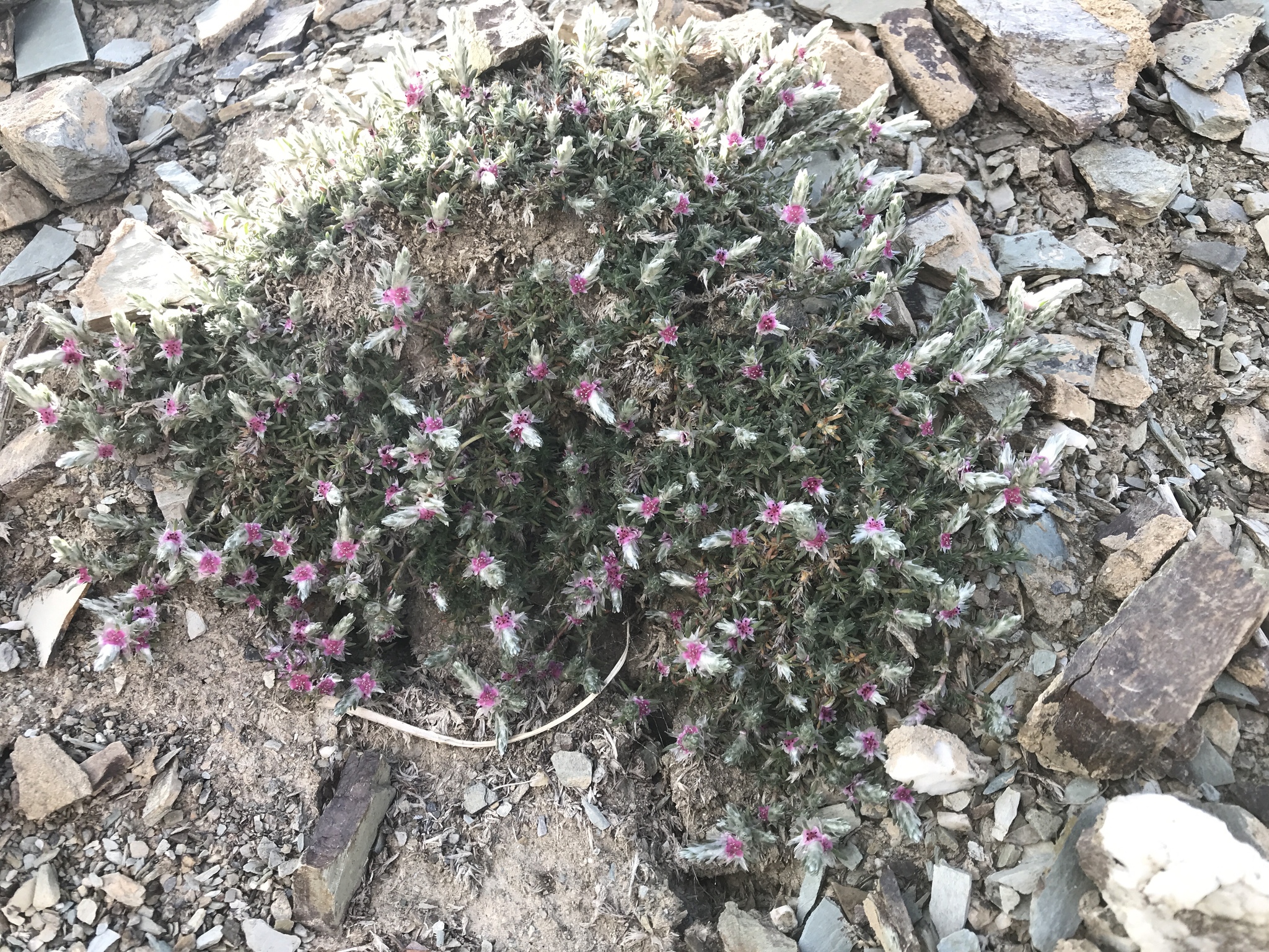 Polygonum paronychioides