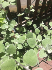 Helichrysum petiolare