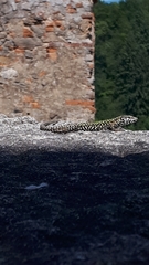 Podarcis muralis
